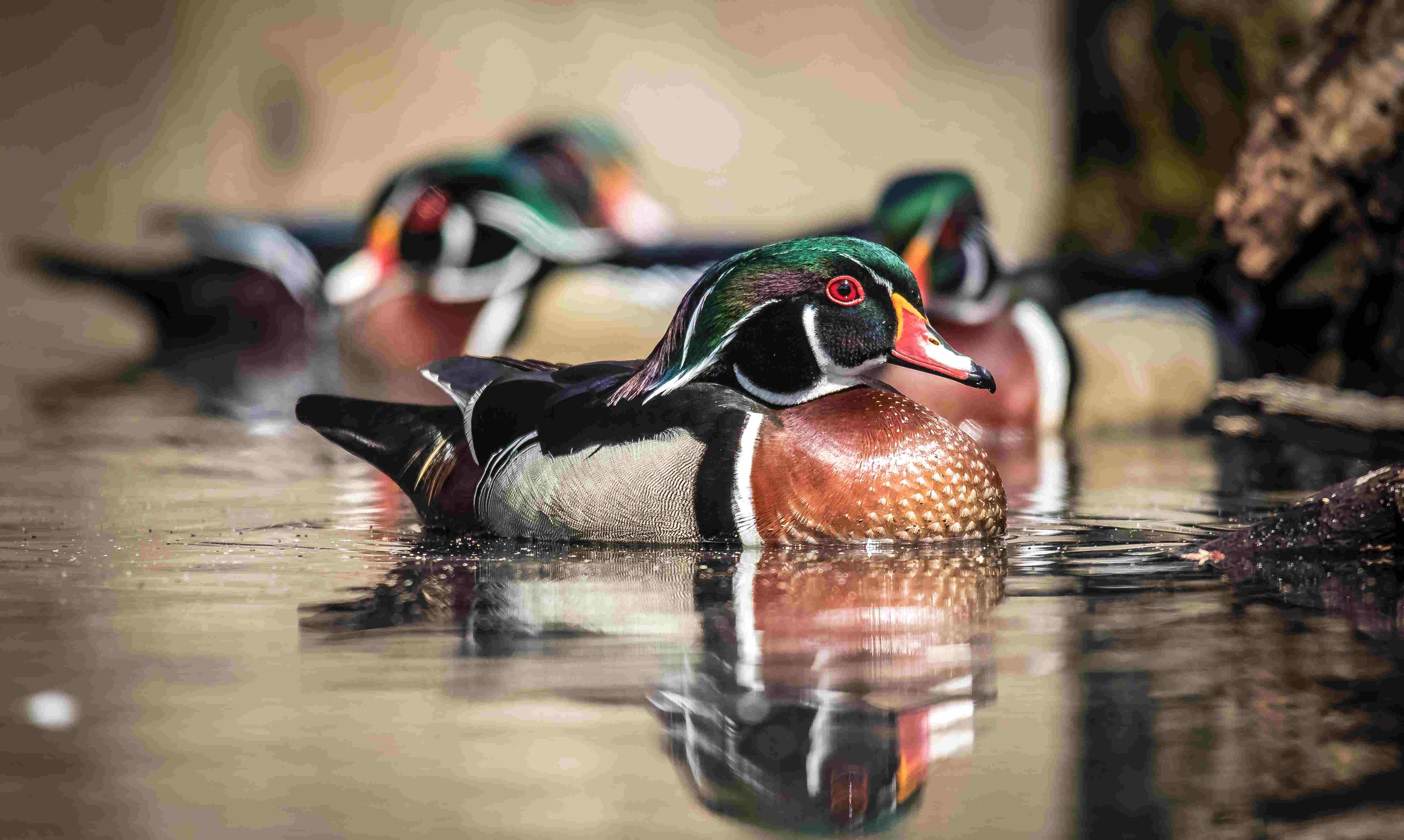 Duane-Loveland_Brecks-Mil-on-Brandywine